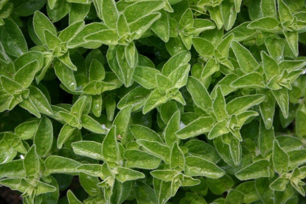 Marjoram 001 Eco Friendly Products
